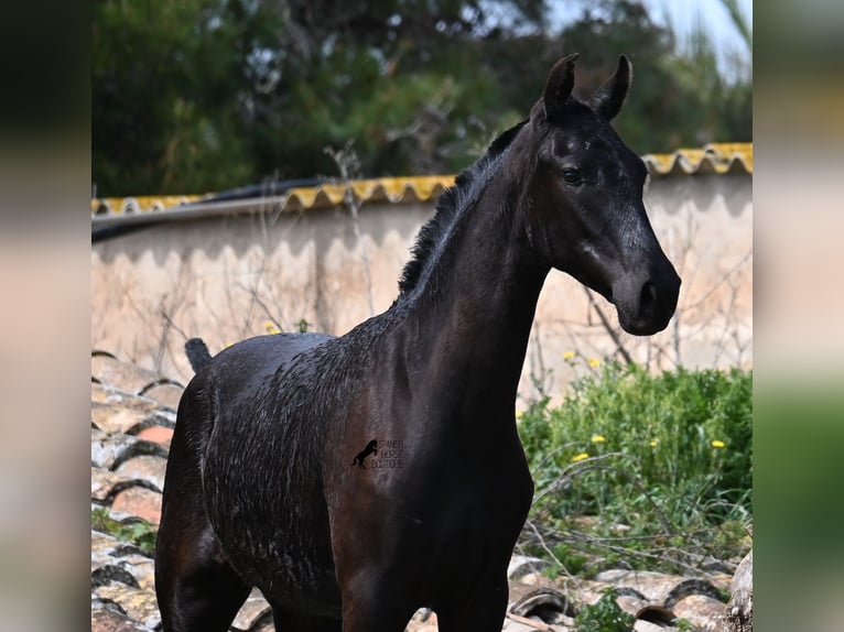 Menorcaanse Merrie 1 Jaar 160 cm Zwart in Menorca