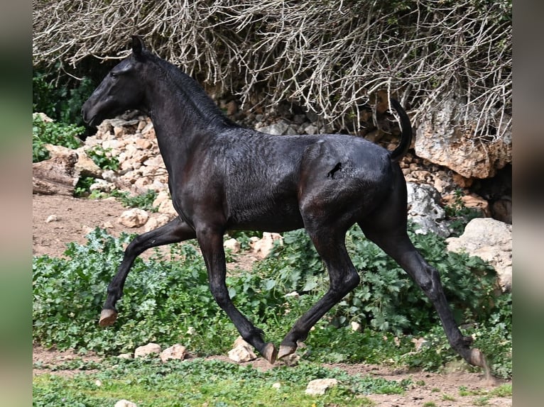 Menorcaanse Merrie 1 Jaar 160 cm Zwart in Menorca