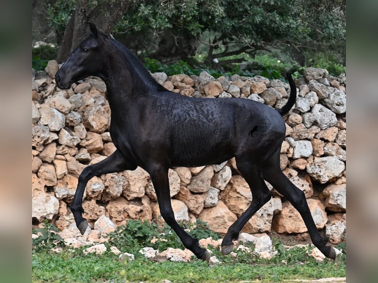 Menorcaanse Merrie 1 Jaar 160 cm Zwart in Menorca