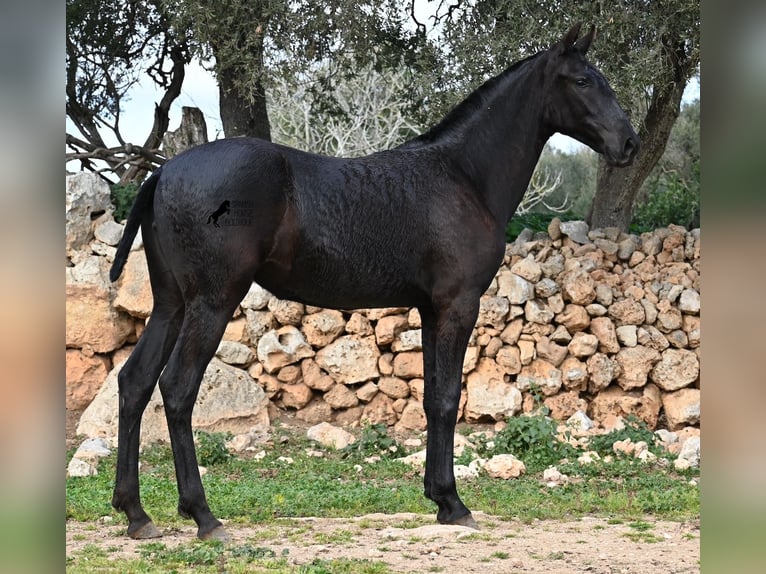 Menorcaanse Merrie 1 Jaar 160 cm Zwart in Menorca