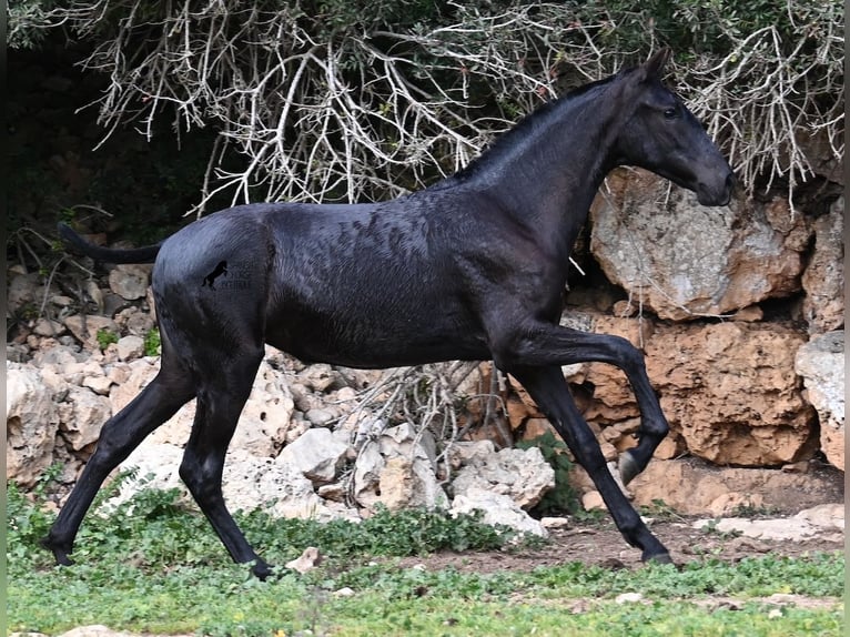 Menorcaanse Merrie 1 Jaar 160 cm Zwart in Menorca