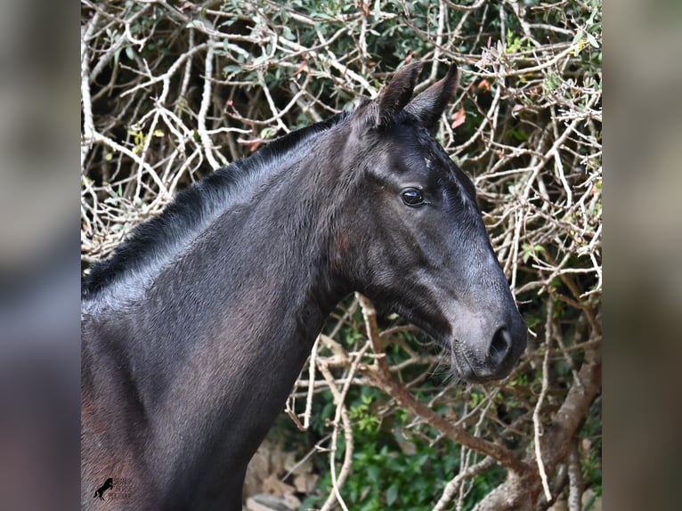 Menorcaanse Merrie 1 Jaar 160 cm Zwart in Menorca