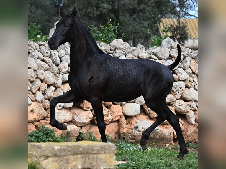 Menorcaanse Merrie 1 Jaar 160 cm Zwart in Menorca