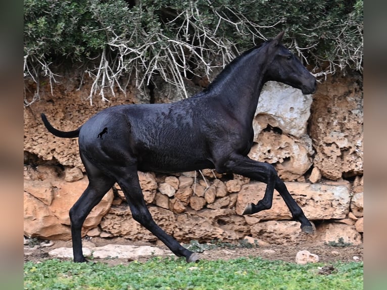 Menorcaanse Merrie 1 Jaar 160 cm Zwart in Menorca