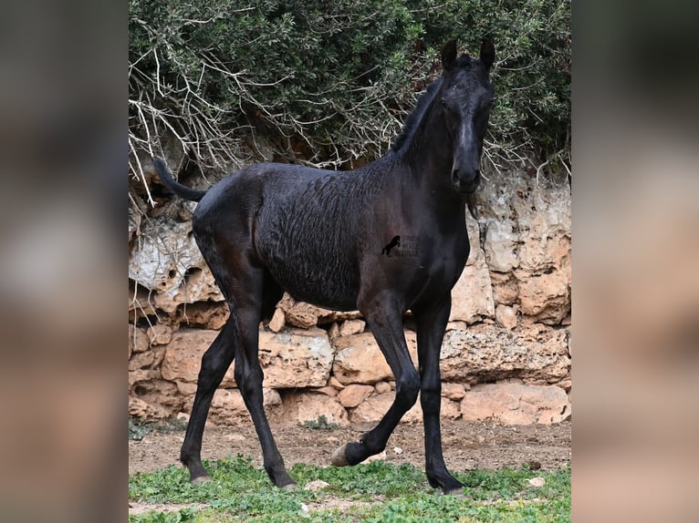 Menorcaanse Merrie 1 Jaar 160 cm Zwart in Menorca