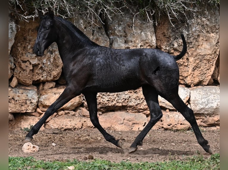 Menorcaanse Merrie 1 Jaar 160 cm Zwart in Menorca