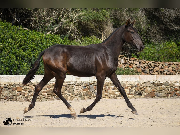 Menorcaanse Merrie 1 Jaar 160 cm Zwart in Menorca