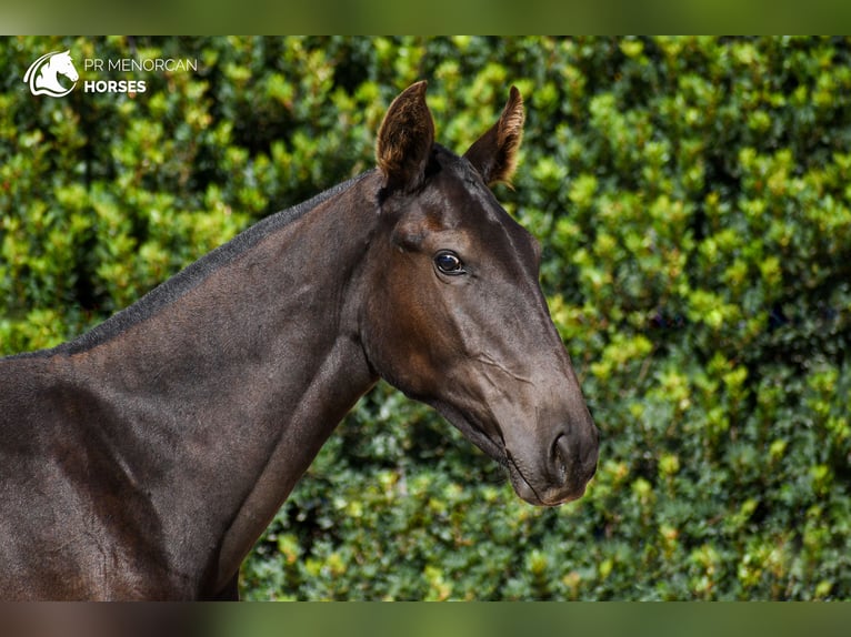 Menorcaanse Merrie 1 Jaar 160 cm Zwart in Menorca