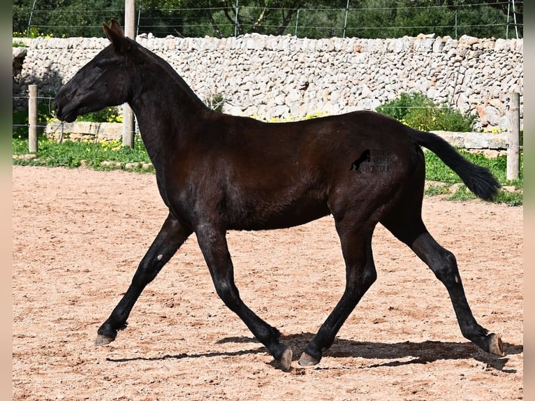 Menorcaanse Merrie 1 Jaar 160 cm Zwart in Menorca