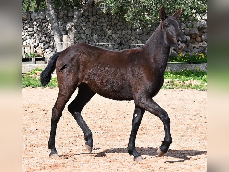 Menorcaanse Merrie 1 Jaar 160 cm Zwart in Menorca