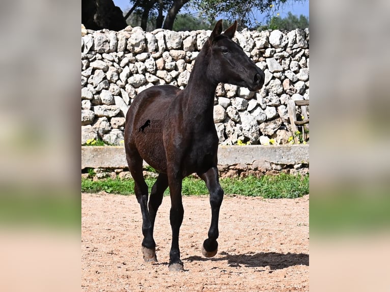 Menorcaanse Merrie 1 Jaar 160 cm Zwart in Menorca