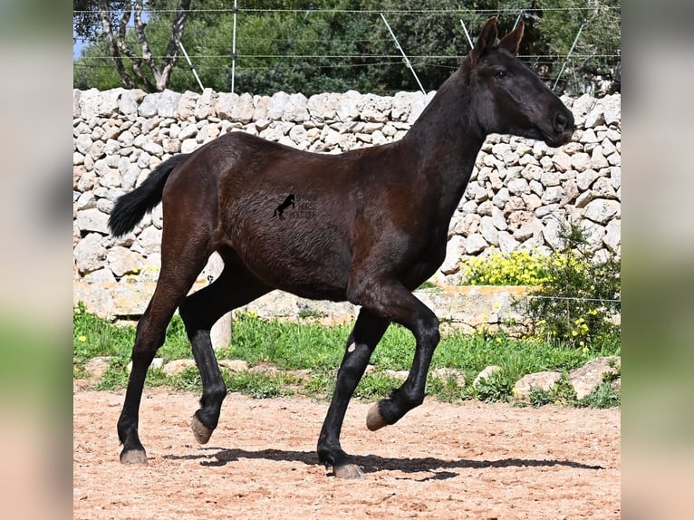 Menorcaanse Merrie 1 Jaar 160 cm Zwart in Menorca