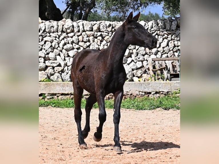 Menorcaanse Merrie 1 Jaar 160 cm Zwart in Menorca