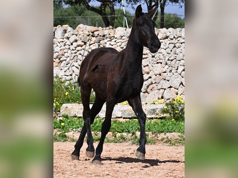 Menorcaanse Merrie 1 Jaar 160 cm Zwart in Menorca