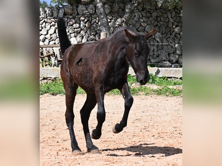 Menorcaanse Merrie 1 Jaar 160 cm Zwart in Menorca