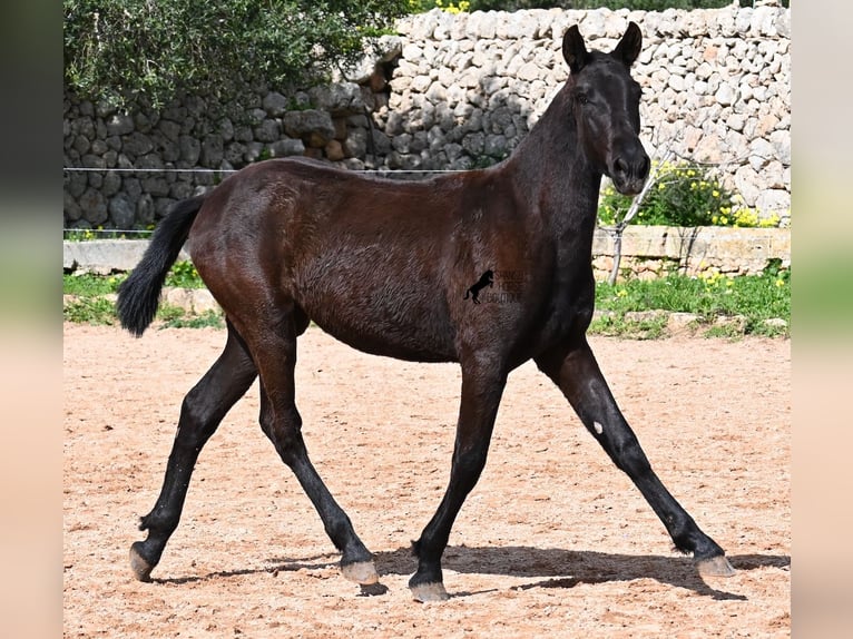 Menorcaanse Merrie 1 Jaar 160 cm Zwart in Menorca