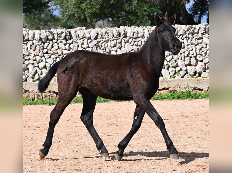 Menorcaanse Merrie 1 Jaar 160 cm Zwart in Menorca