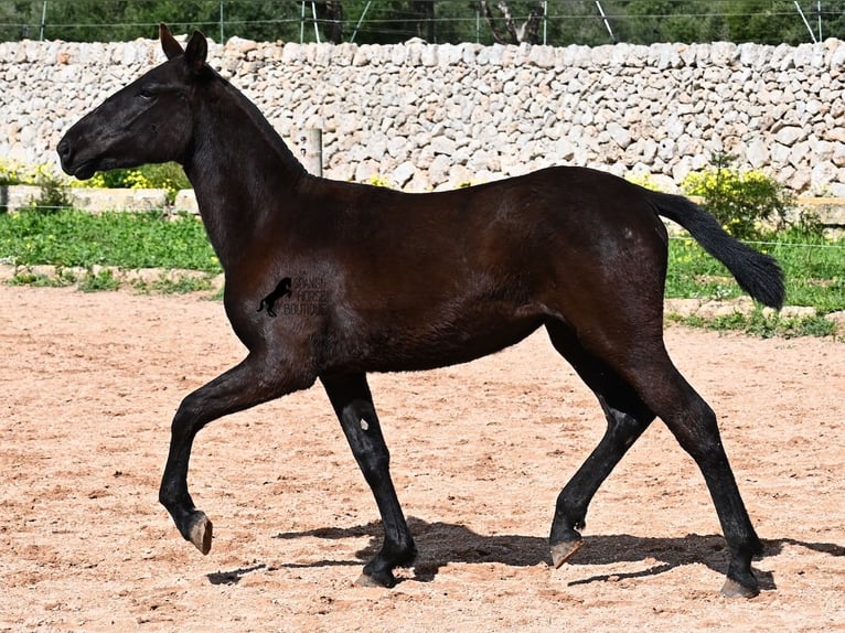 Menorcaanse Merrie 1 Jaar 160 cm Zwart in Menorca