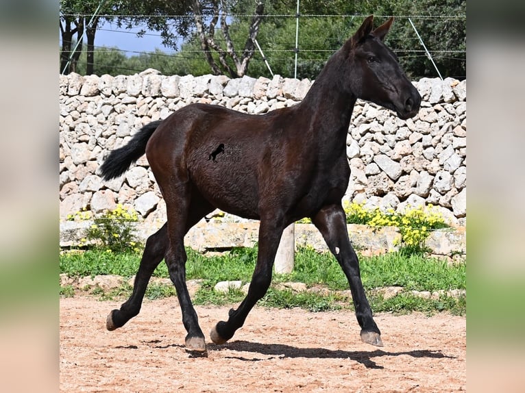 Menorcaanse Merrie 1 Jaar 160 cm Zwart in Menorca