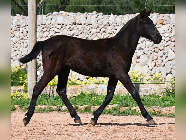 Menorcaanse Merrie 1 Jaar 160 cm Zwart in Menorca