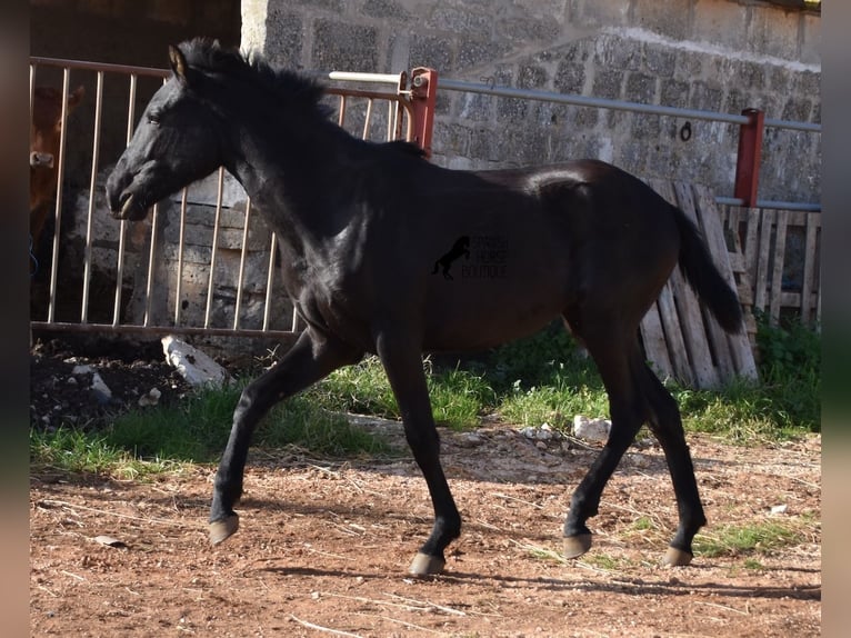 Menorcaanse Merrie 1 Jaar 160 cm Zwart in Menorca