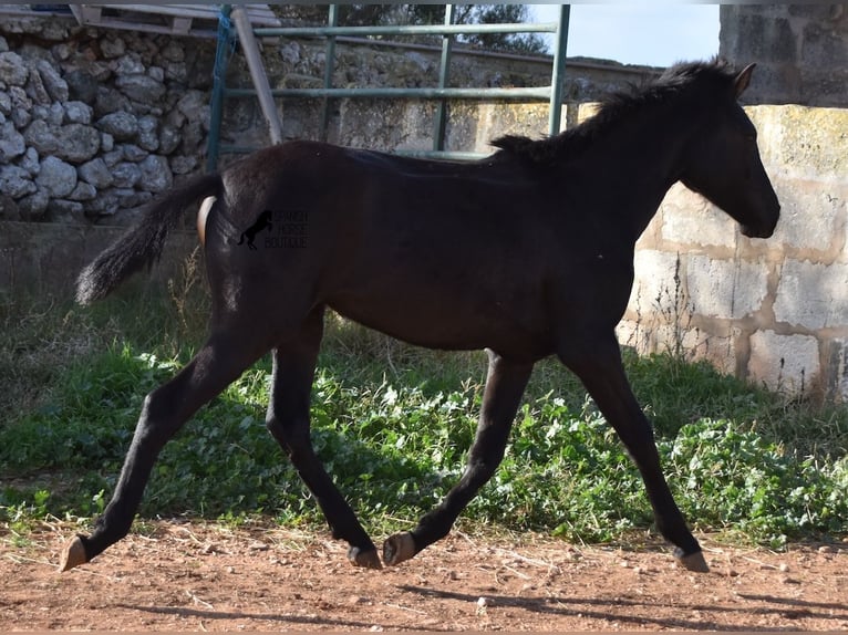 Menorcaanse Merrie 1 Jaar 160 cm Zwart in Menorca