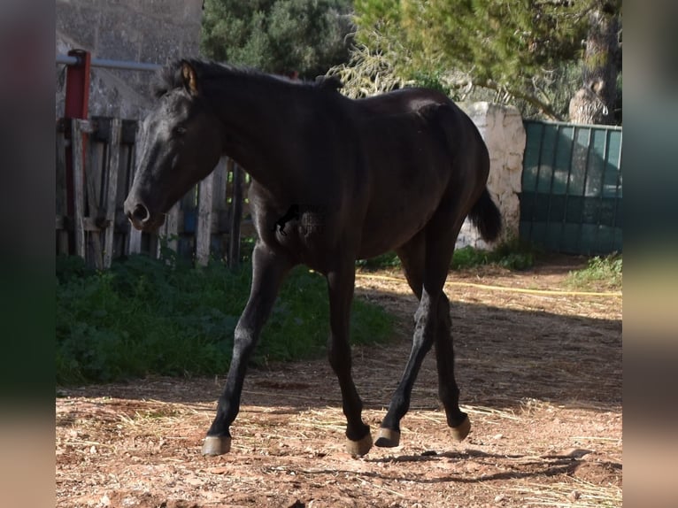 Menorcaanse Merrie 1 Jaar 160 cm Zwart in Menorca