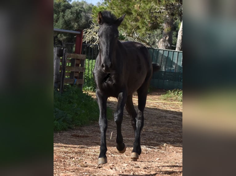 Menorcaanse Merrie 1 Jaar 160 cm Zwart in Menorca