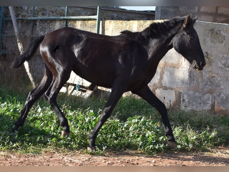 Menorcaanse Merrie 1 Jaar 160 cm Zwart in Menorca