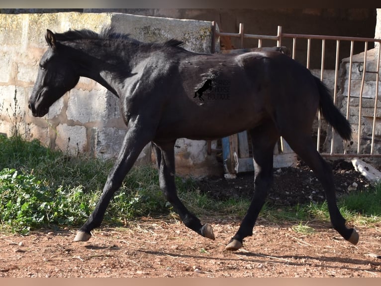 Menorcaanse Merrie 1 Jaar 160 cm Zwart in Menorca