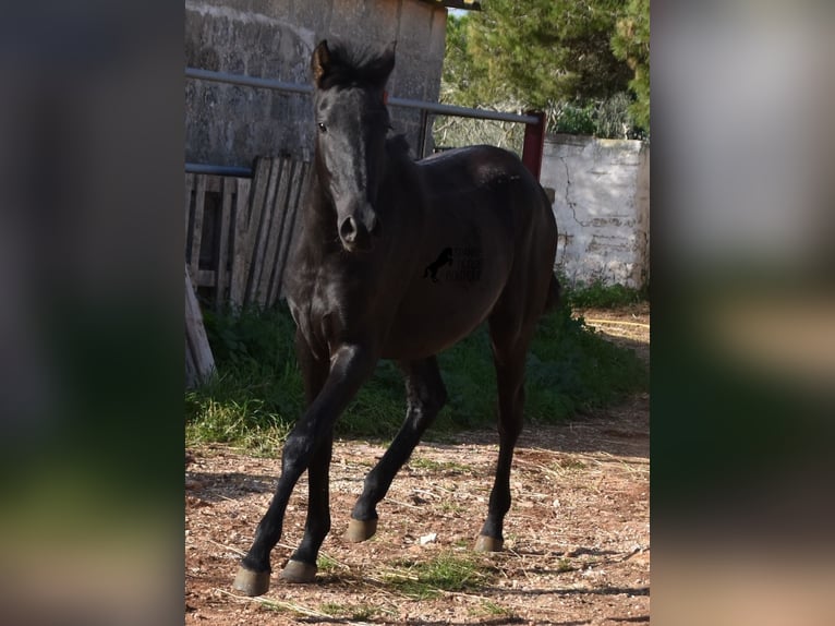 Menorcaanse Merrie 1 Jaar 160 cm Zwart in Menorca