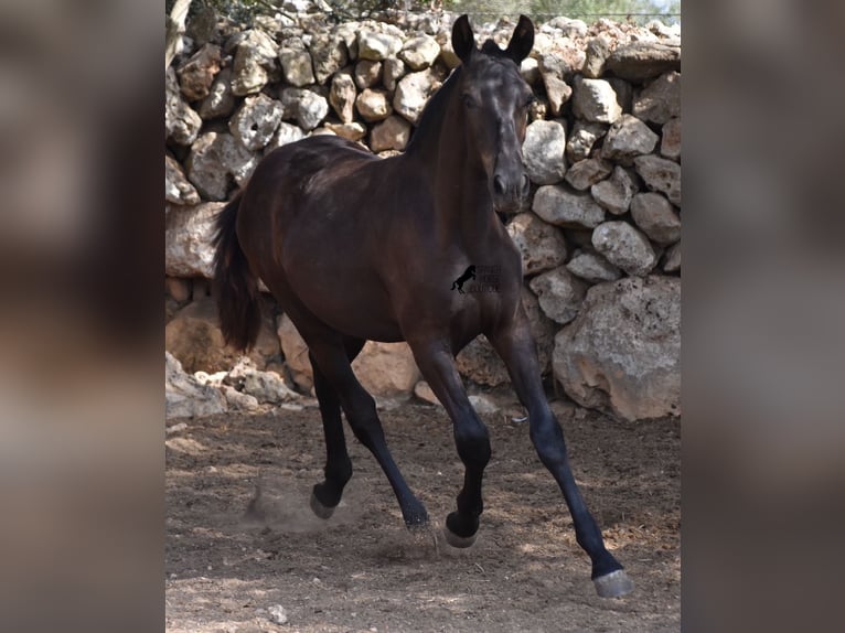 Menorcaanse Merrie 1 Jaar 160 cm Zwart in Menorca