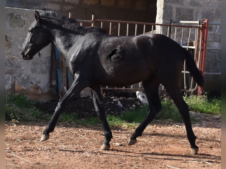 Menorcaanse Merrie 1 Jaar 160 cm Zwart in Menorca