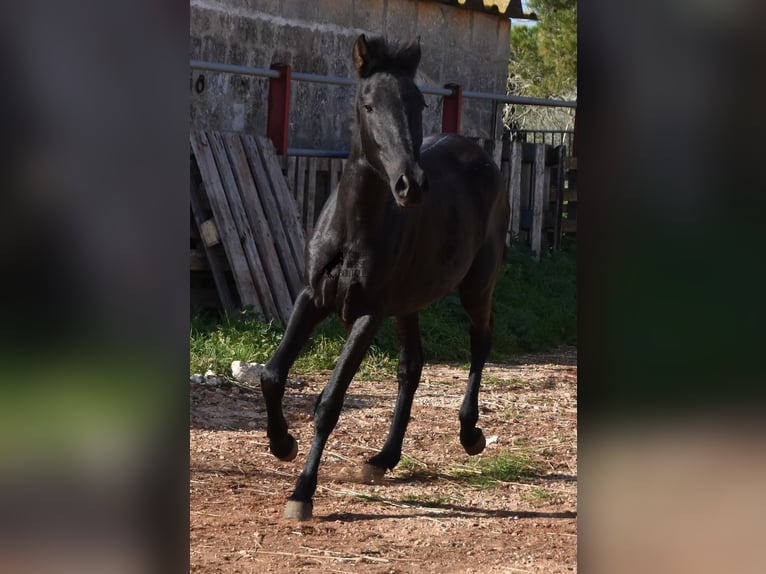 Menorcaanse Merrie 1 Jaar 160 cm Zwart in Menorca