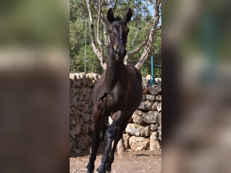 Menorcaanse Merrie 1 Jaar 160 cm Zwart in Menorca