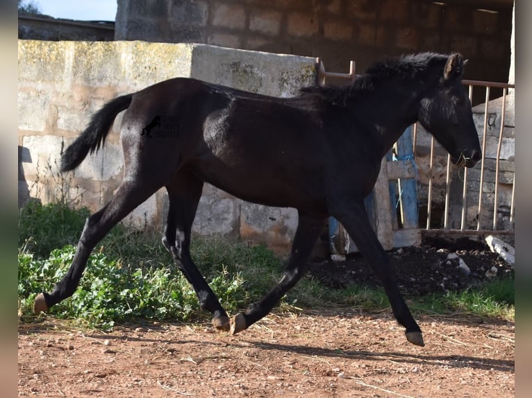 Menorcaanse Merrie 1 Jaar 160 cm Zwart in Menorca