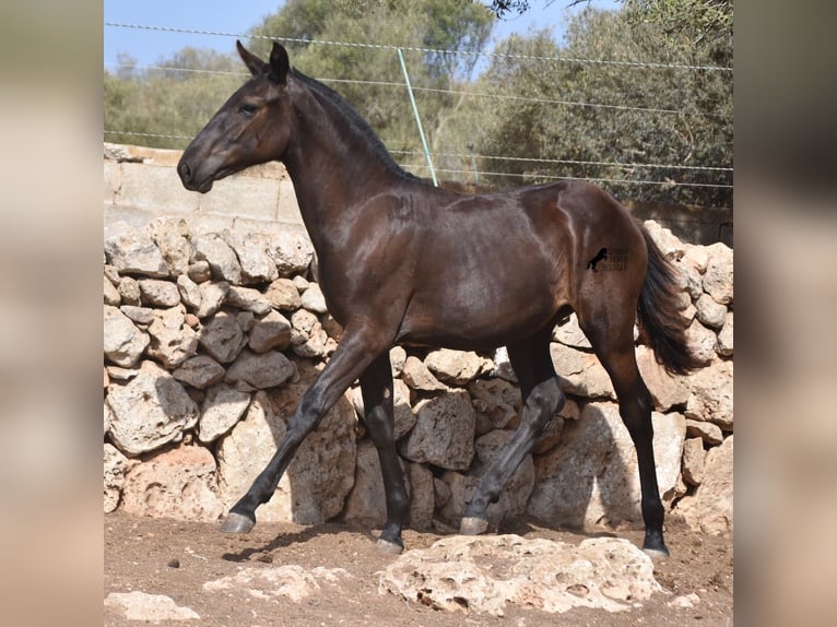 Menorcaanse Merrie 1 Jaar 160 cm Zwart in Menorca