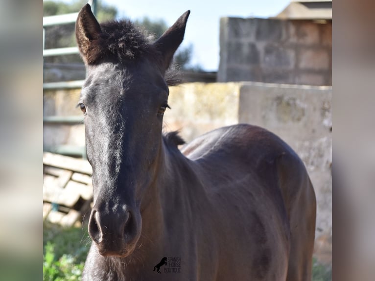 Menorcaanse Merrie 1 Jaar 160 cm Zwart in Menorca