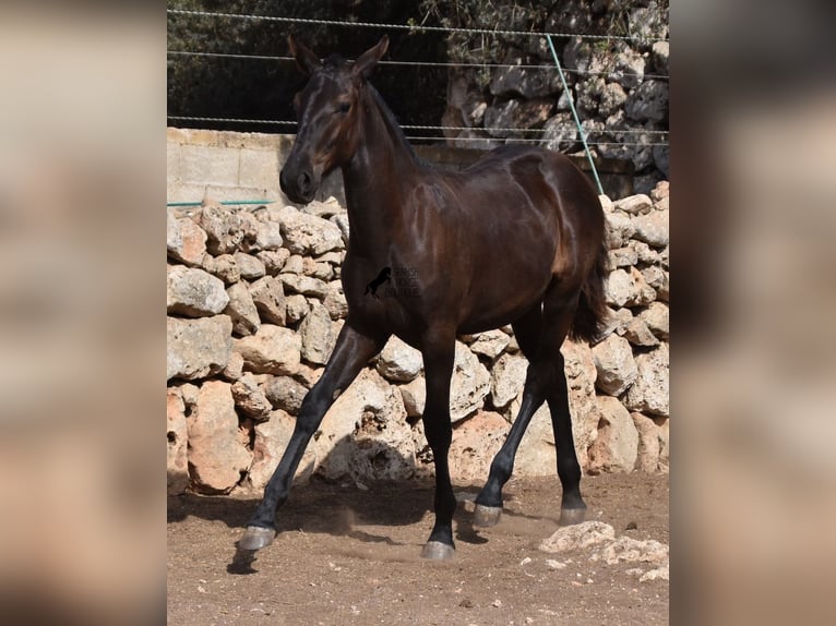 Menorcaanse Merrie 1 Jaar 160 cm Zwart in Menorca