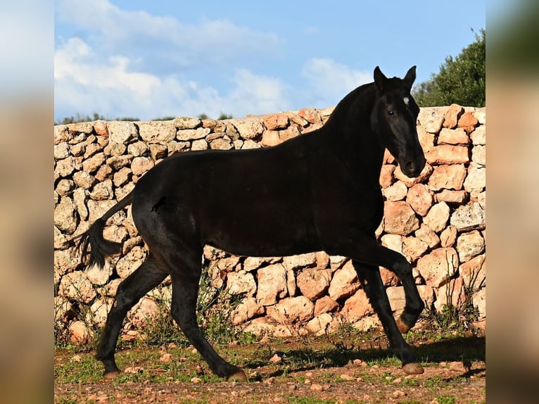 Menorcaanse Merrie 1 Jaar 160 cm Zwart in Menorca