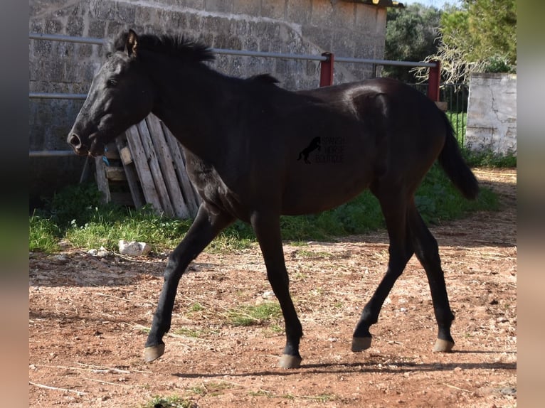 Menorcaanse Merrie 1 Jaar 160 cm Zwart in Menorca