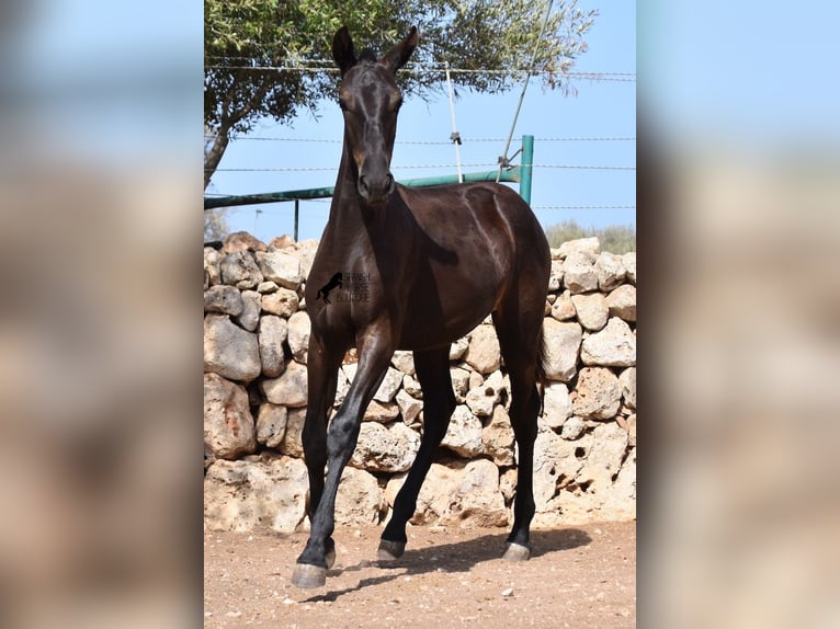 Menorcaanse Merrie 1 Jaar 160 cm Zwart in Menorca