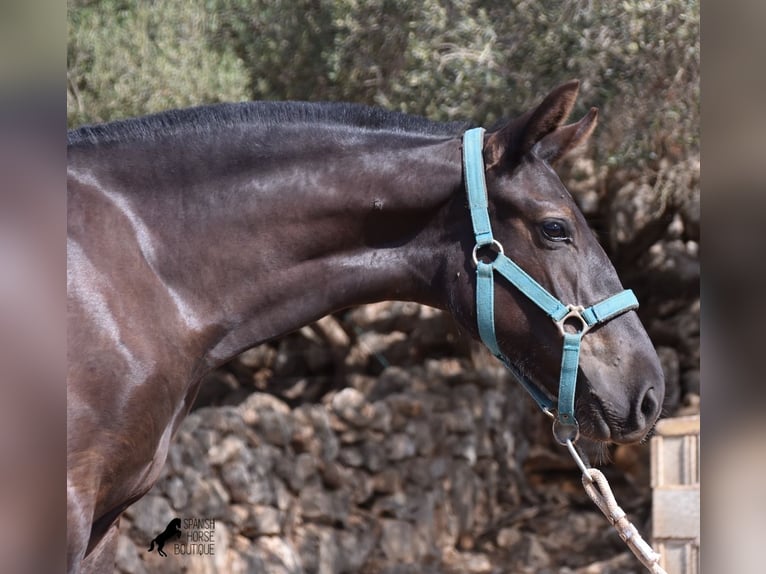 Menorcaanse Merrie 1 Jaar 160 cm Zwart in Menorca