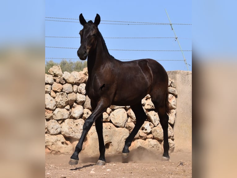 Menorcaanse Merrie 1 Jaar 160 cm Zwart in Menorca