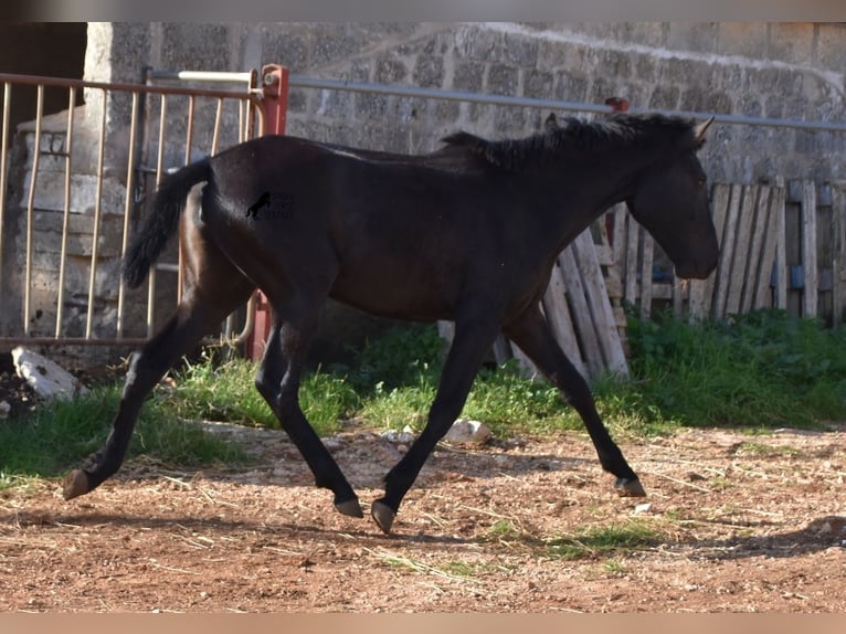 Menorcaanse Merrie 1 Jaar 160 cm Zwart in Menorca