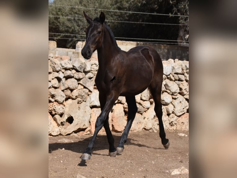 Menorcaanse Merrie 1 Jaar 160 cm Zwart in Menorca