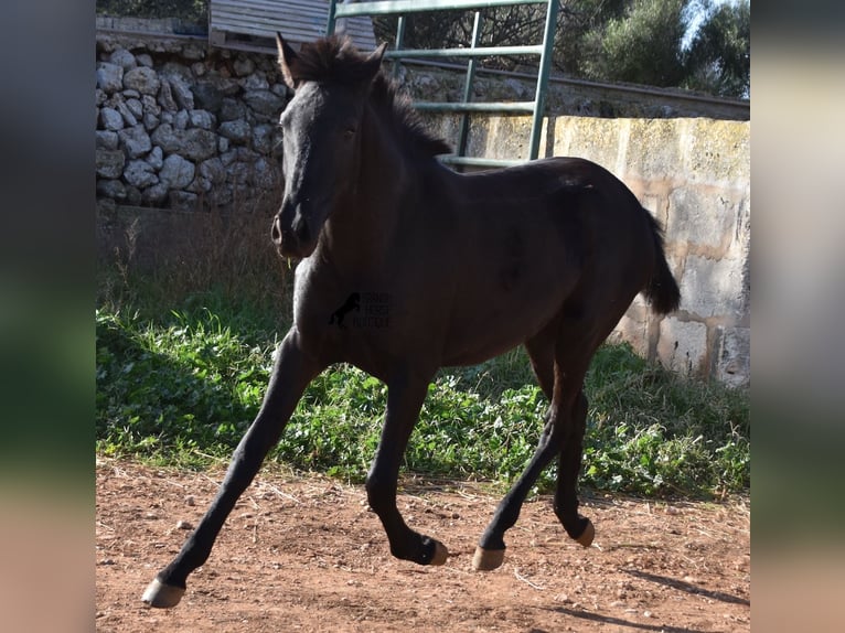 Menorcaanse Merrie 1 Jaar 160 cm Zwart in Menorca