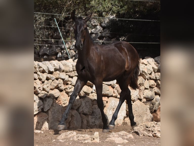 Menorcaanse Merrie 1 Jaar 160 cm Zwart in Menorca