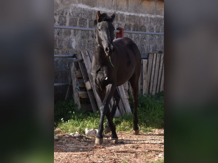 Menorcaanse Merrie 1 Jaar 160 cm Zwart in Menorca