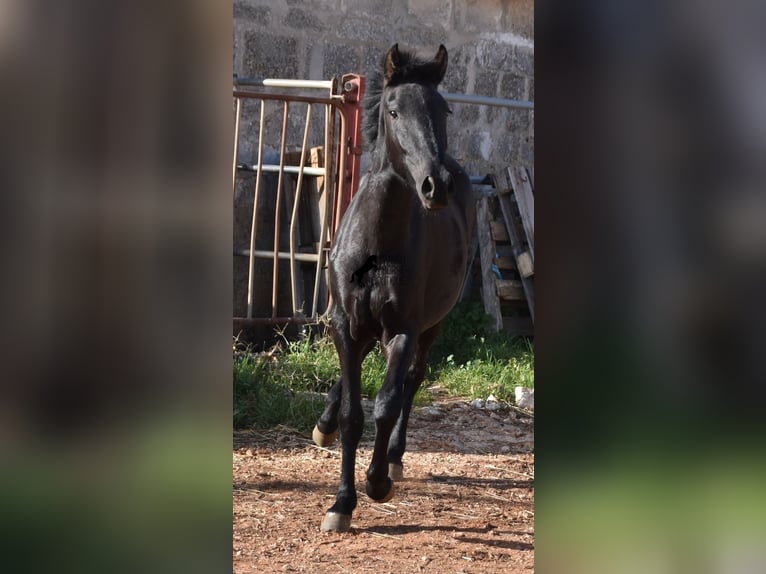 Menorcaanse Merrie 1 Jaar 160 cm Zwart in Menorca